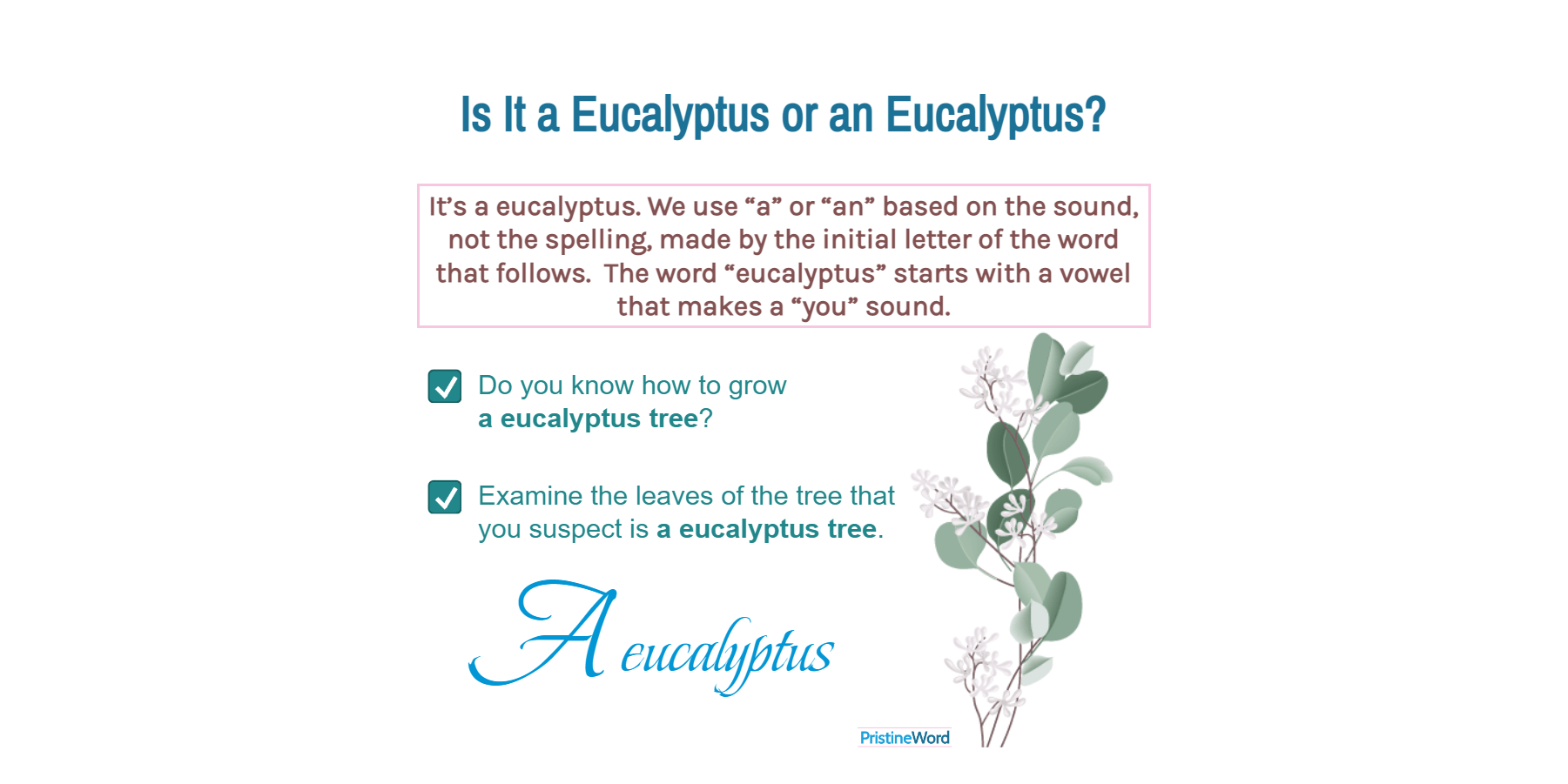 Is It A Eucalyptus or an Eucalyptus?